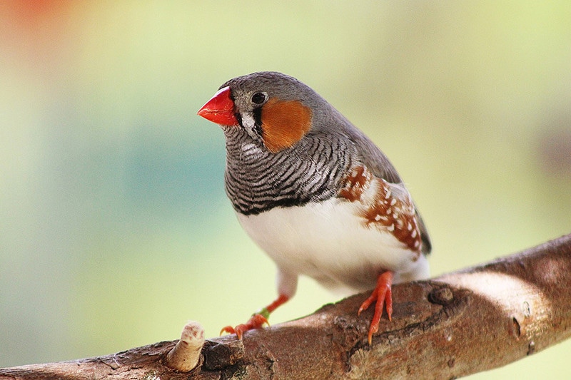zebra finch bird perching on a tree