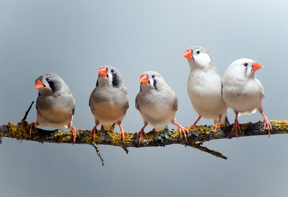 Zebra finch birds perched