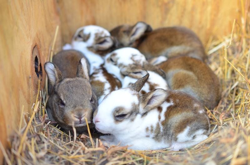 2 week old mini rex rabbits in nest