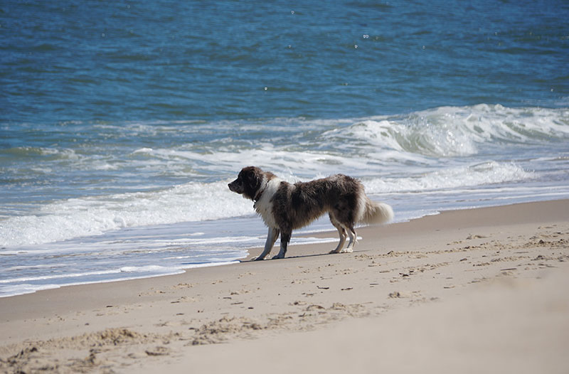 A white and brown dog staring at the wave near Dewey Beach, Delaware