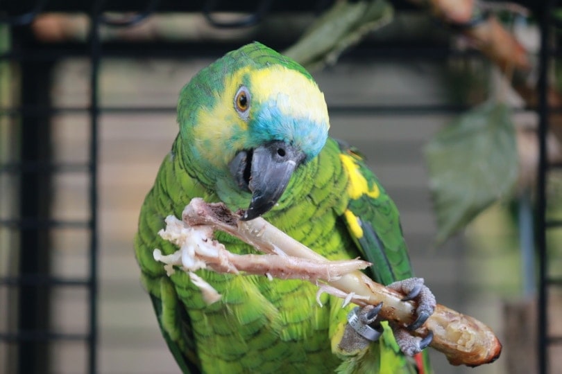 Amazon Blue-fronted Parrot