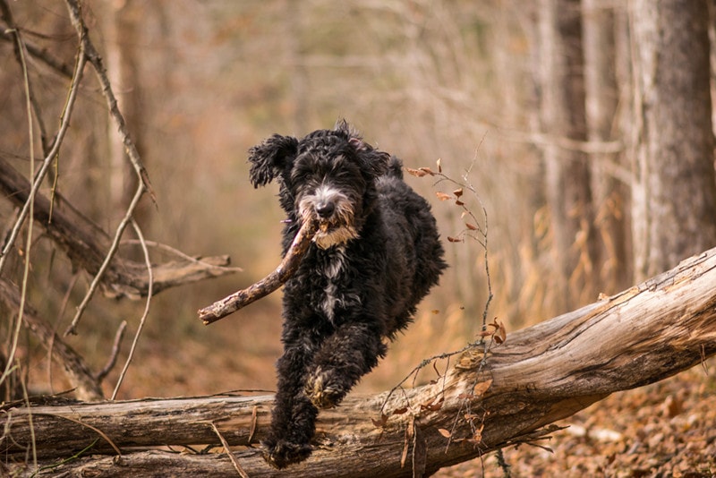 Aussiedoodle playing fetch
