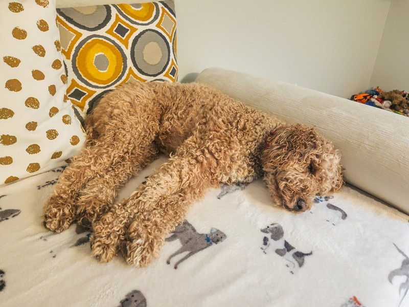 Australian Labradoodle Sleeping