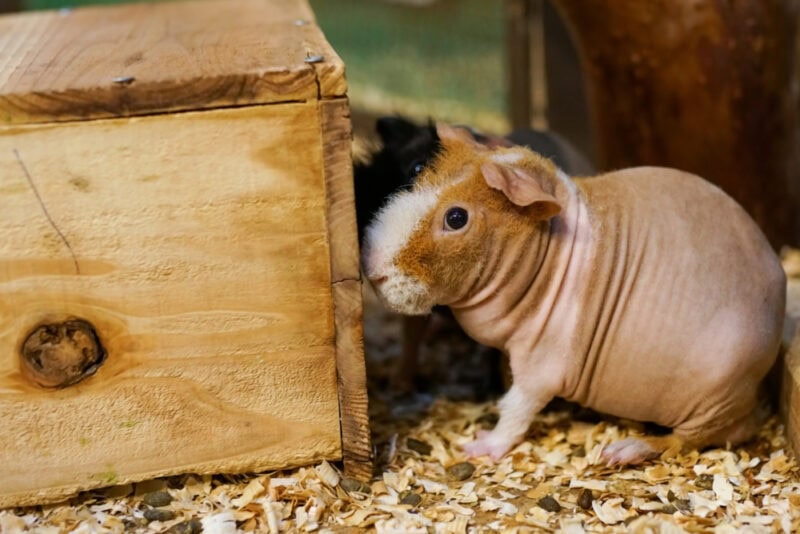 Baldwin-guinea-pig-hiding-behind-a-wooden-box