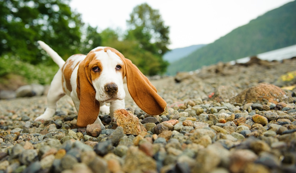 Basset Hound puppy dog on rocky beach