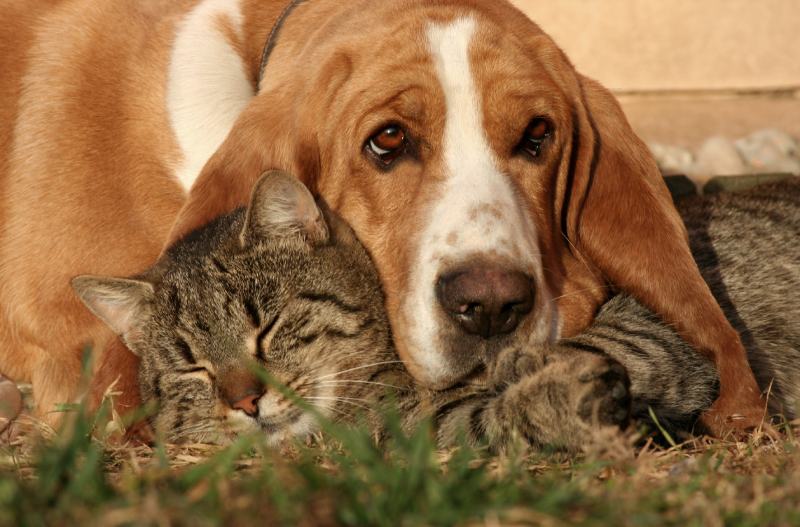 Basset Hound with a sleeping cat