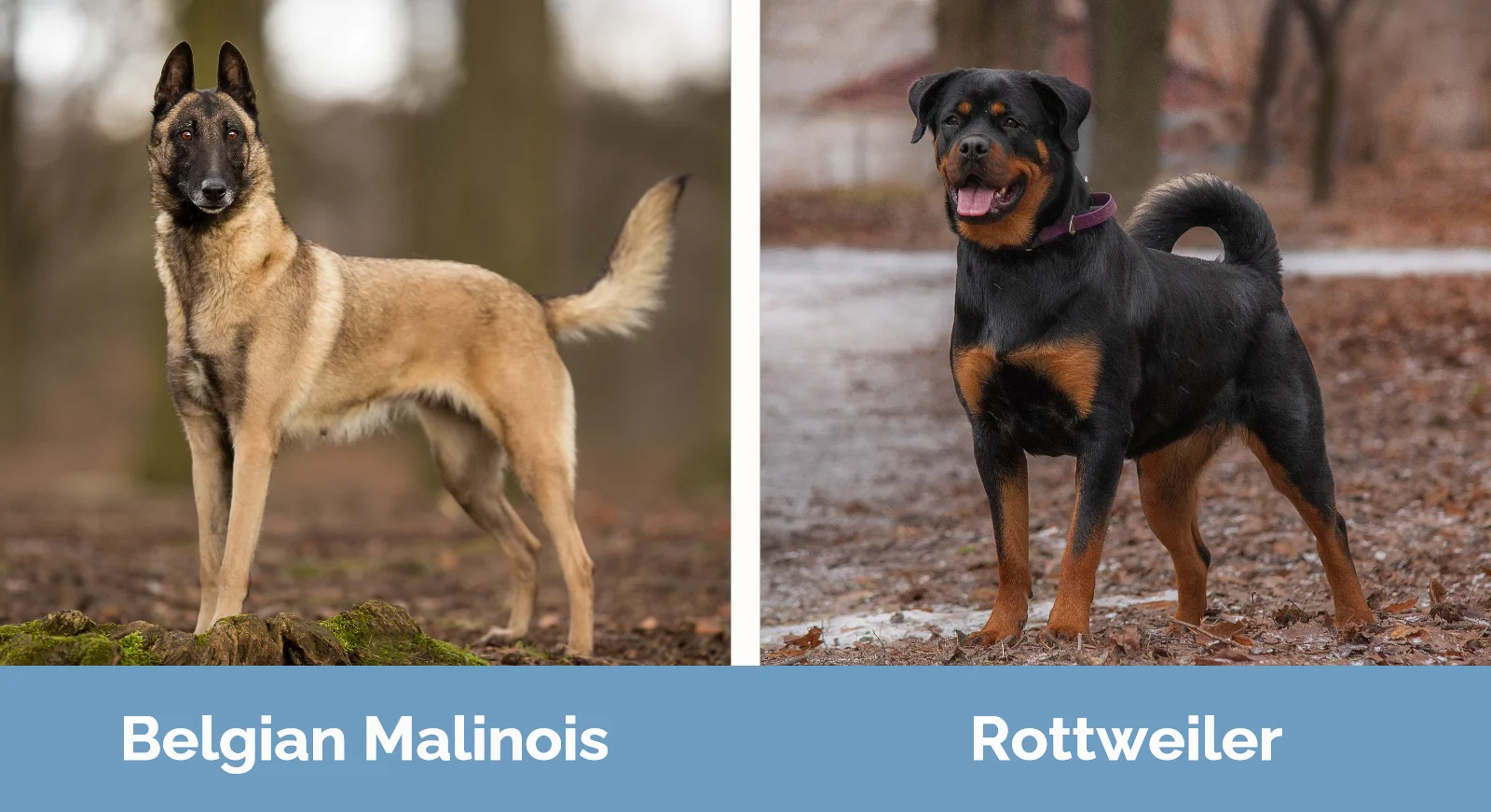 Belgian Malinois vs Rottweiler - Visual Differences
