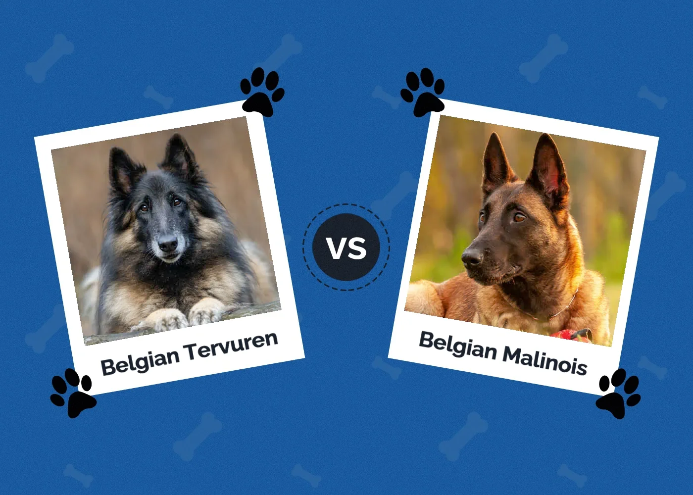 Belgian Tervuren vs Malinois: Main Differences (With Pictures) | Hepper ...