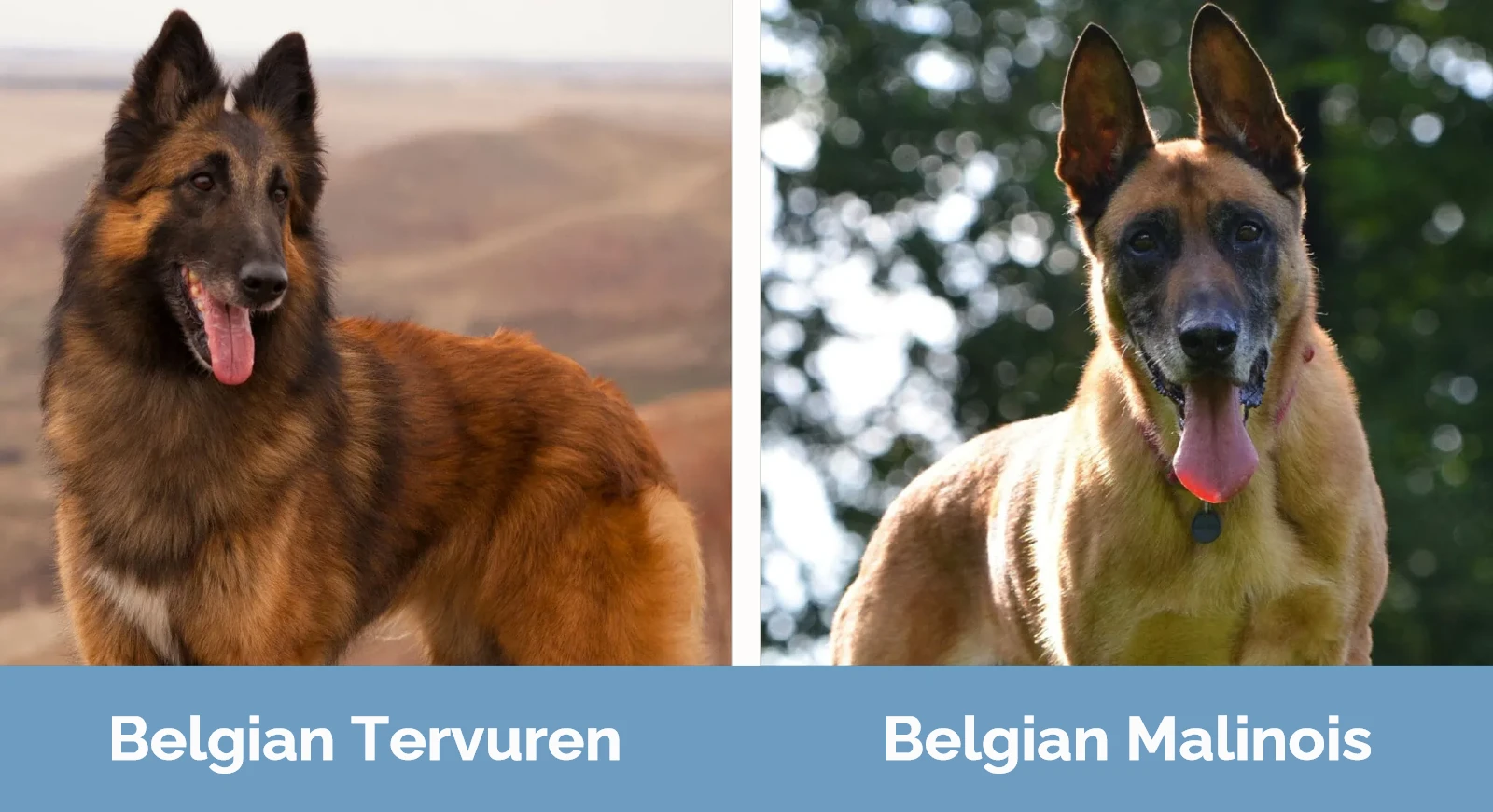 Belgian Tervuren vs Belgian Malinois - Visual Differences