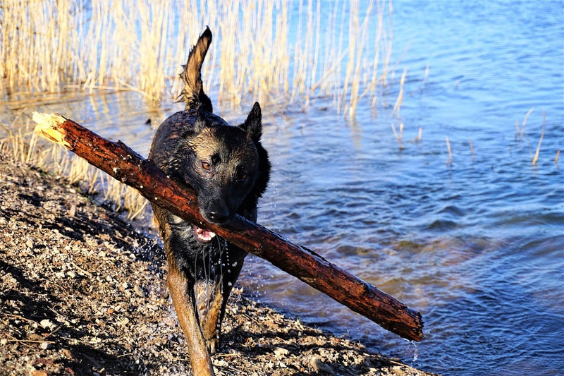 Belgian malinois holding a big branch in his mouth