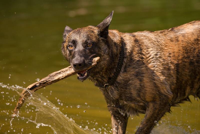 Big brown brindle dog playing with stick in the river water