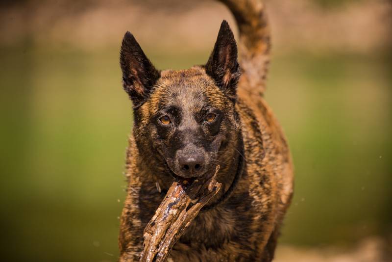 big brown brindle dog playing with stick in the river water