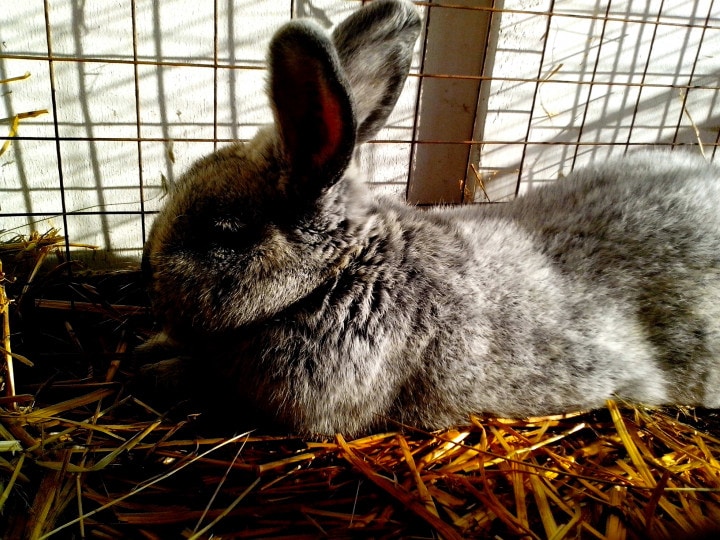 Black Jersey Giant Rabbit