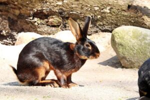 23 Black Rabbit Breeds (With Info & Pictures) | Hepper Pet Resources