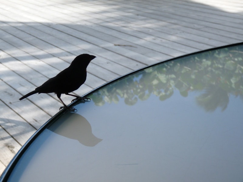 Black finch standing on the edge of the pool