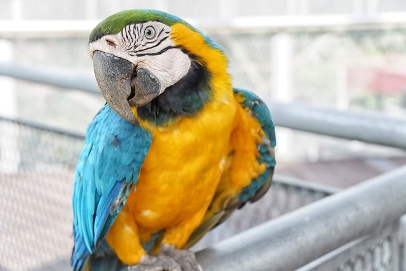 Blue and Gold Macaw