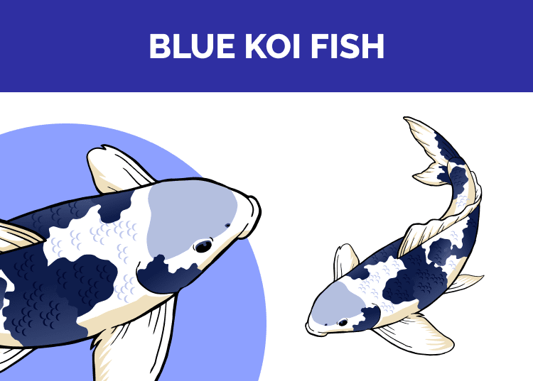 Blue Koi Fish