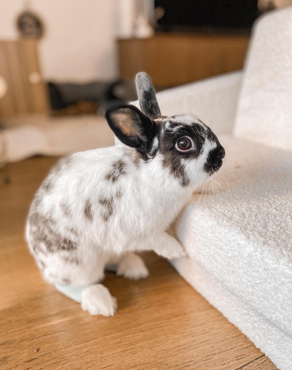 Britannia Pettite (Polish) rabbit