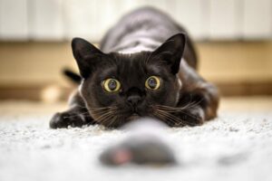 Burmese cat face before pounce hunting to toy mouse