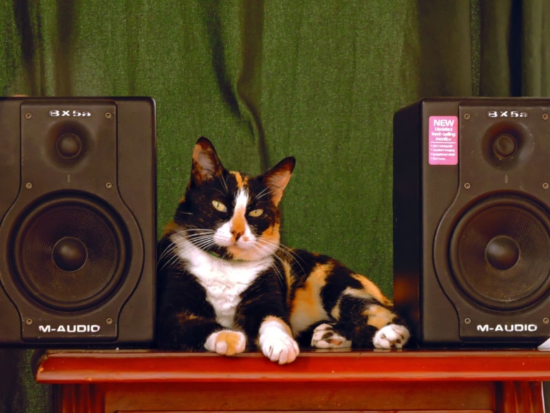 Calico cat sitting between two speakers