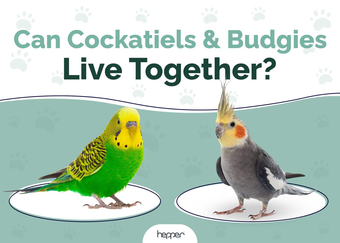 Can Cockatiels and Budgies Live Together