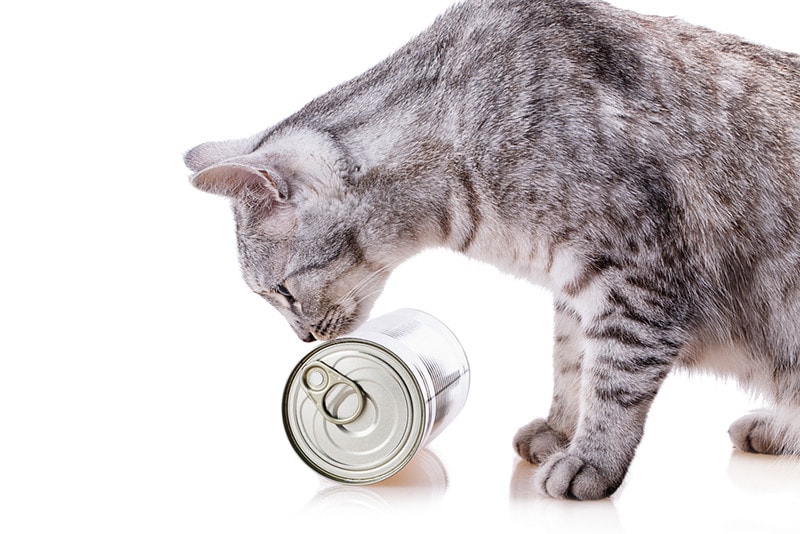 Canned cat food beside cat