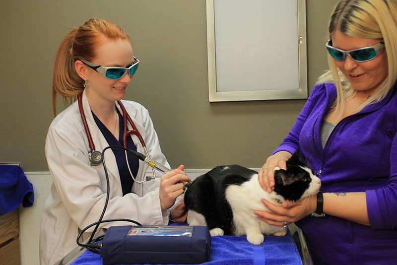 Cat receiving laser therapy treatment