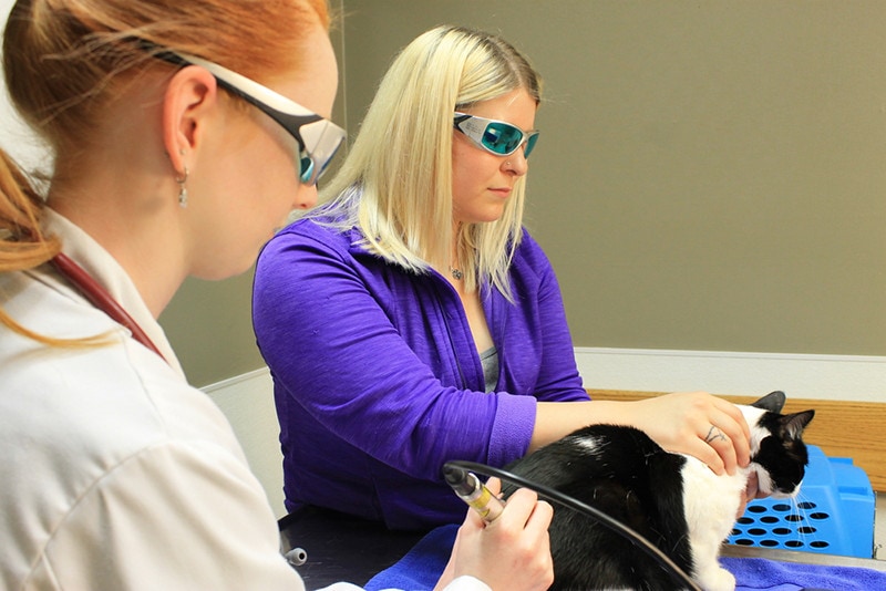 Cat receiving laser therapy treatments