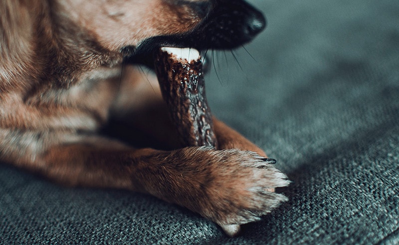 Closeup of a brown chihuahua chewing a natural deer antler