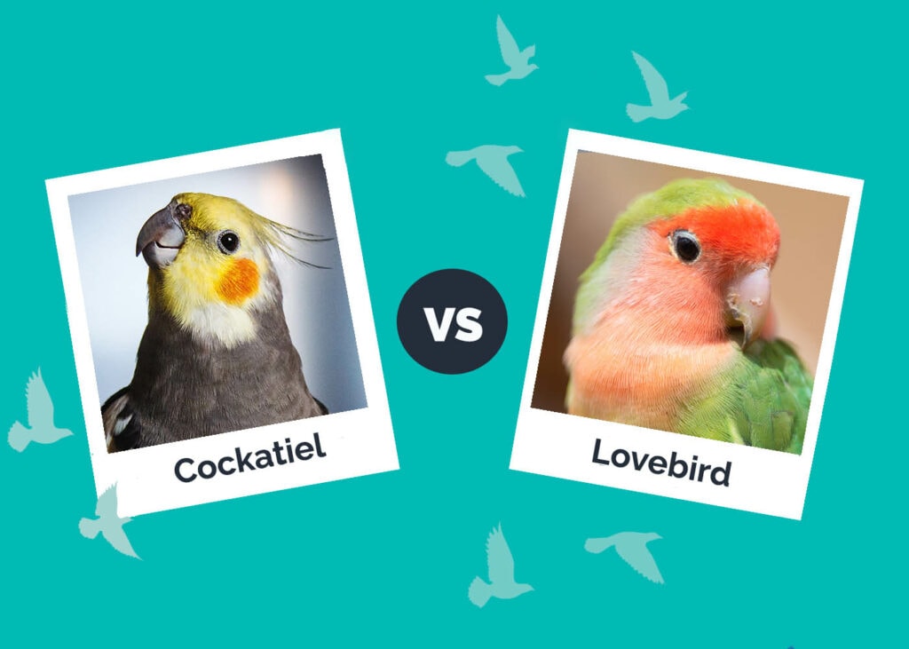 Cockatiel vs Lovebird