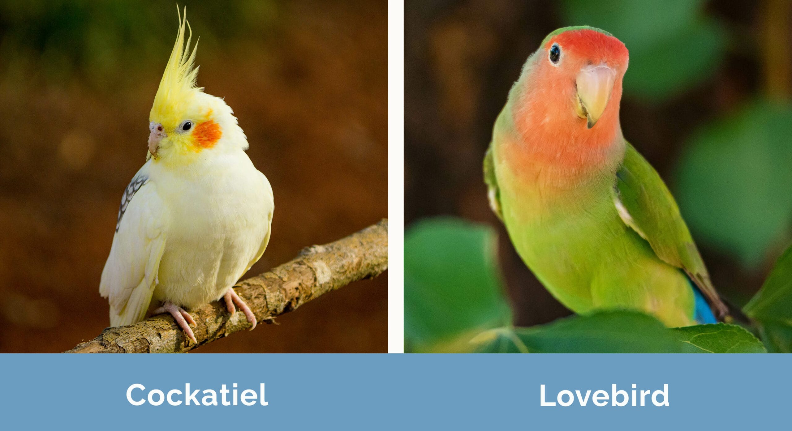 Cockatiel vs Lovebird side by side