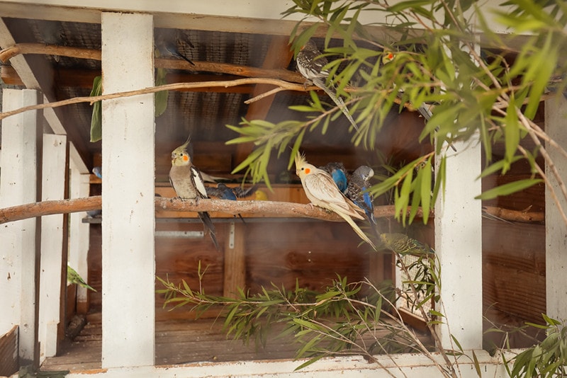 Cockatiels and Budgies