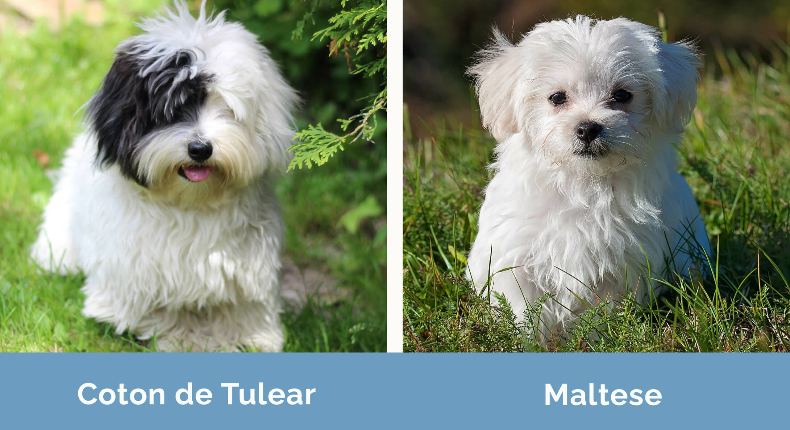 Coton de Tulear vs Maltese side by side