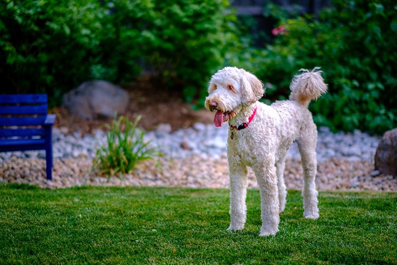 Cream colored fleece coat Australian Labradoodle standing in a yard with green grass