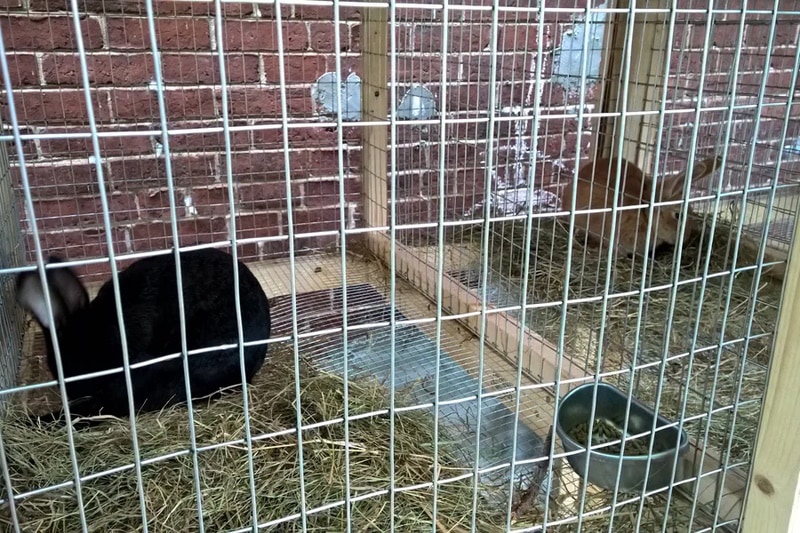 DIY rabbit hutch