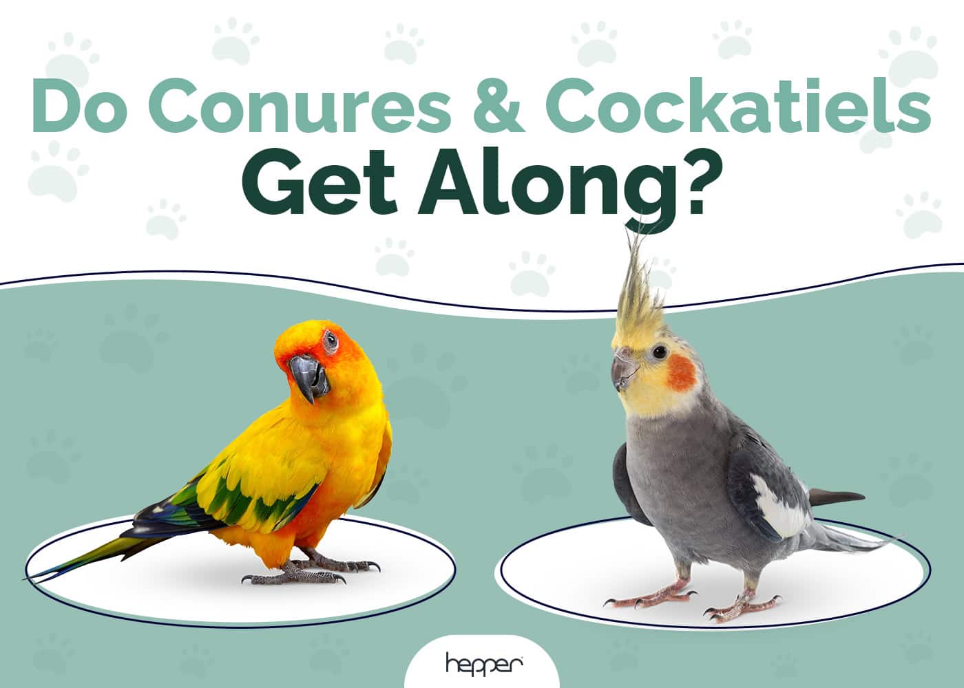 Do Conures and Cocktaiels Get Along