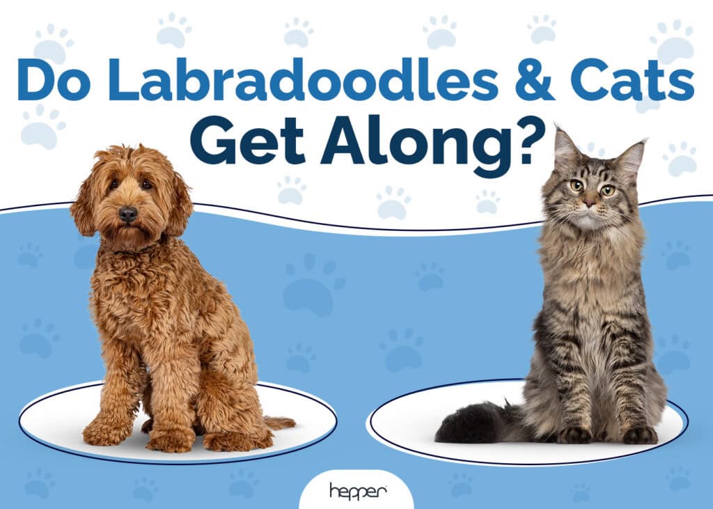 Do Labradoodles and Cats Get Along