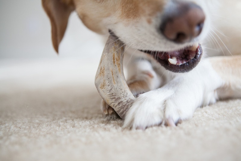 Dog chews antler