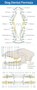 Dog Anatomy Basics: 11 Things All Pup Parents Should Know (Vet-Approved ...