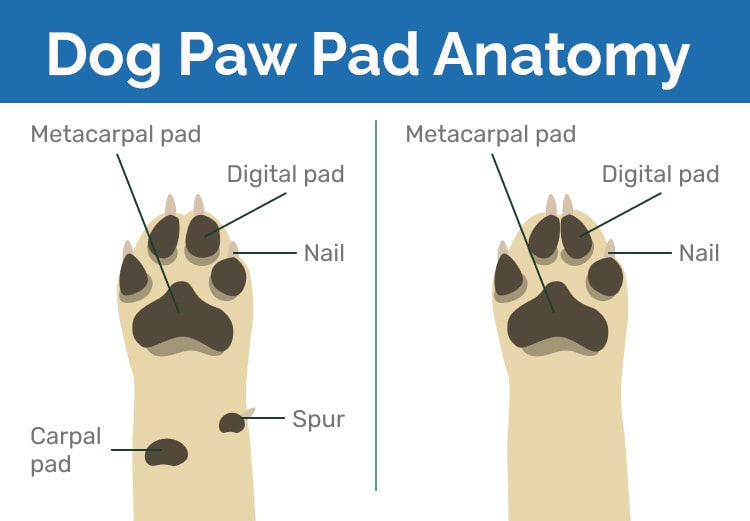 Dog paws