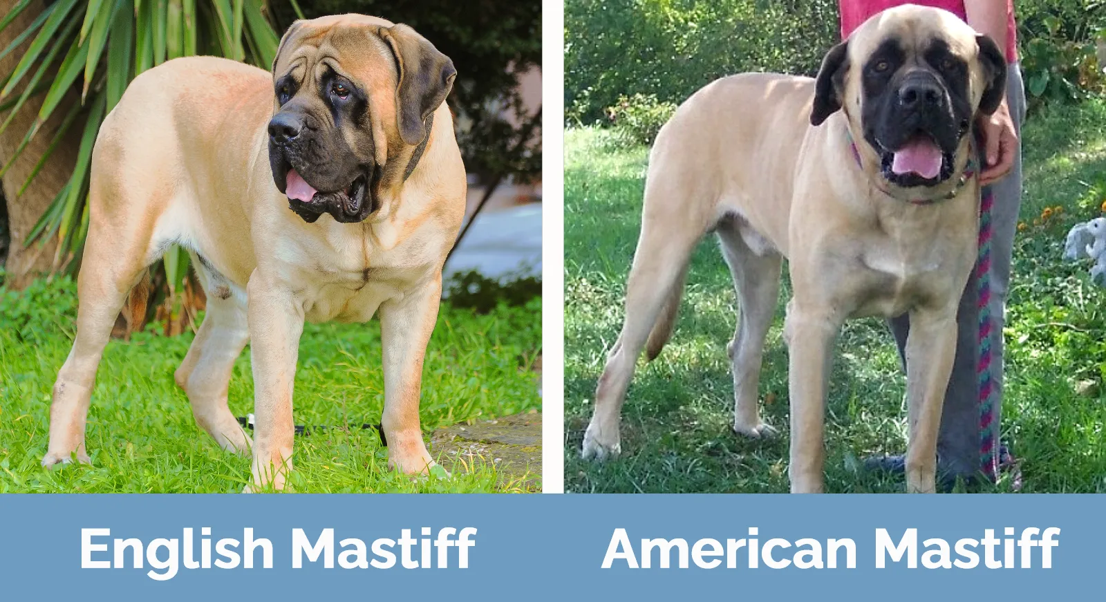 English Mastiff vs American Mastiff - Visual Differences