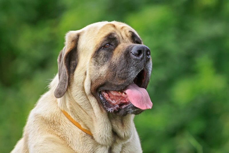 English Mastiff