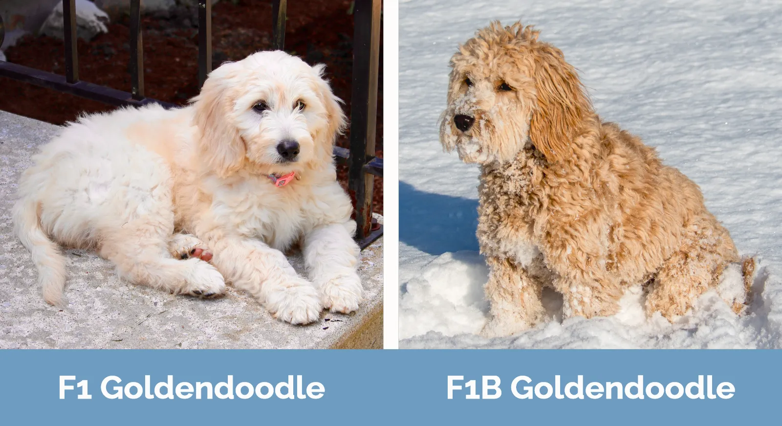 F1 Goldendoodle vs F1B Goldendoodle - Visual Differences