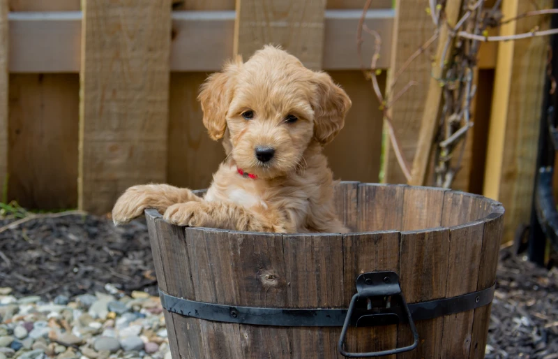 F1b mini goldendoodle puppy in a wooden bucket