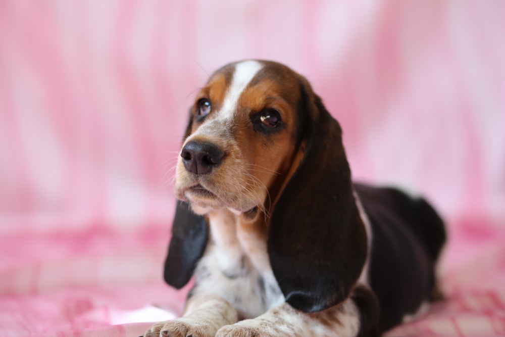 Female Basset Hound Puppy