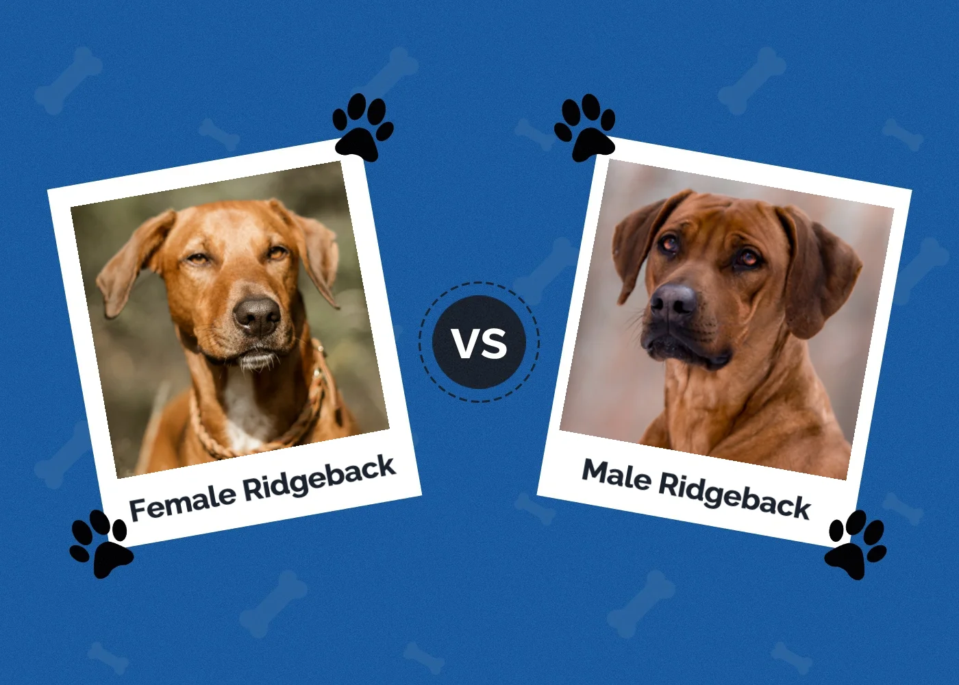 Female vs Male Rhodesian Ridgeback - Featured Image