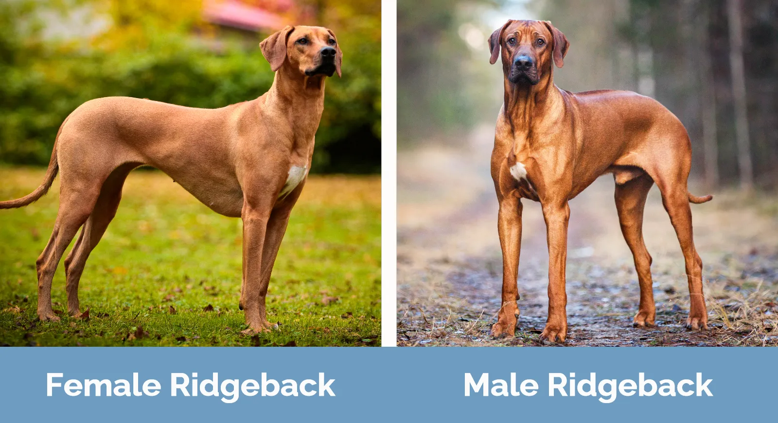 Female vs Male Rhodesian Ridgeback - Visual Differences