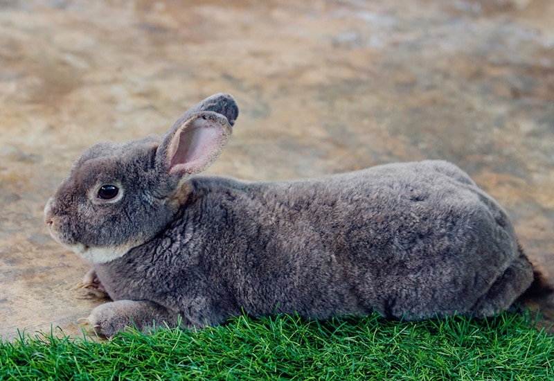 Flemish giant rabbit (Oryctolagus Cuniculus) lying on the ground