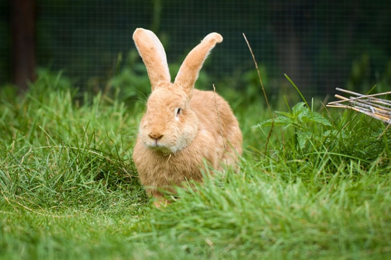 Why Is My Rabbit Shaking? 12 Vet-Approved Reasons & FAQs | Hepper Pet ...