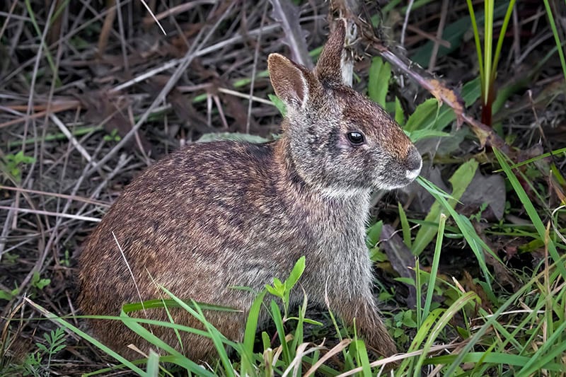 Florida marsh rabbit in the swamp